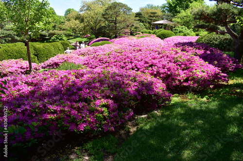 Azaleas bloom in the Malott Japanese Garden