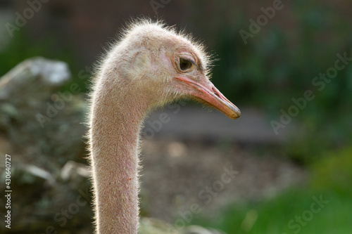 Red-necked Ostrich (Struthio camelus camelus) a single adult red necked Ostrich with a natural  green background