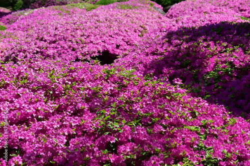 Azaleas bloom in the Malott Japanese Garden