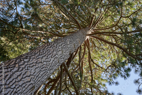 Bilde på lerret Monumental pine tree (pinus ponderosa) from below
