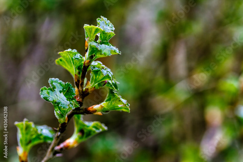 Close up view to fresh green gooseberries leaves on a branch of gooseberry bush in the garden. Natural photo background in the garden.