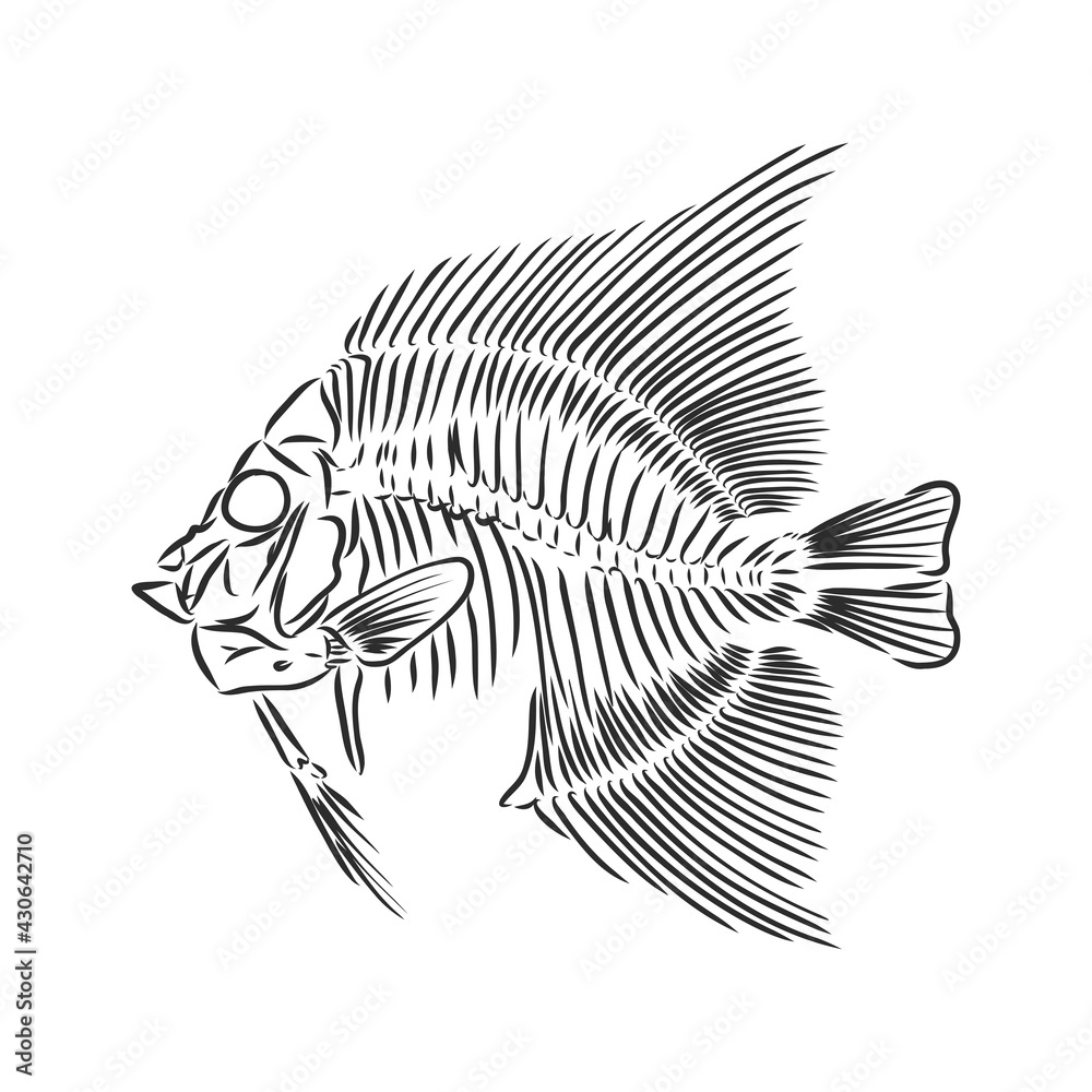 skeleton of fish. sketch. skeleton of a prehistoric fish vector sketch ...