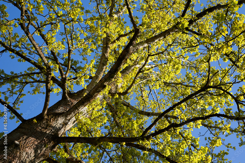 Tree Berlin poplar (Populus x berolinensis, Berliner Pappel) Monumental plant in spring. Brown branches and yellow green foliage. Up view. Tree Berlin poplar (Populus x berolinensis, Berliner Pappel) Monumental plant in spring. Brown branches and yellow green foliage. Up view.