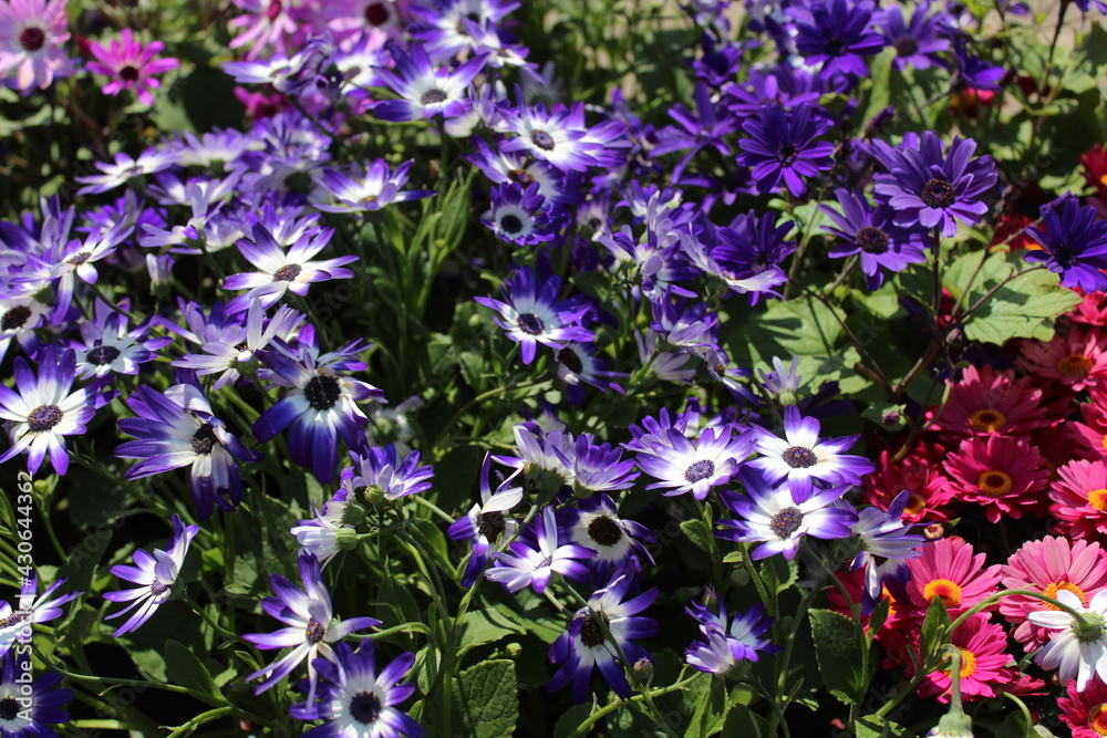 Fototapeta premium Aschenblume