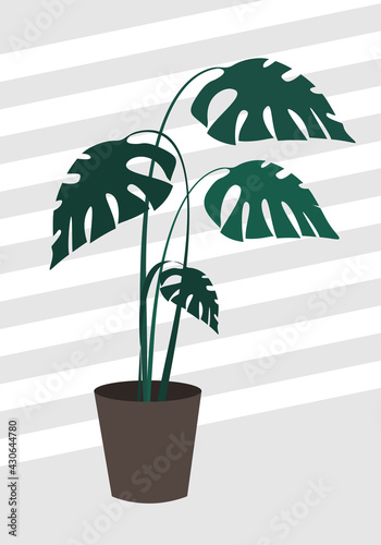 Monstera in a pot on floor. Tropical plant for interior. Vector illustration