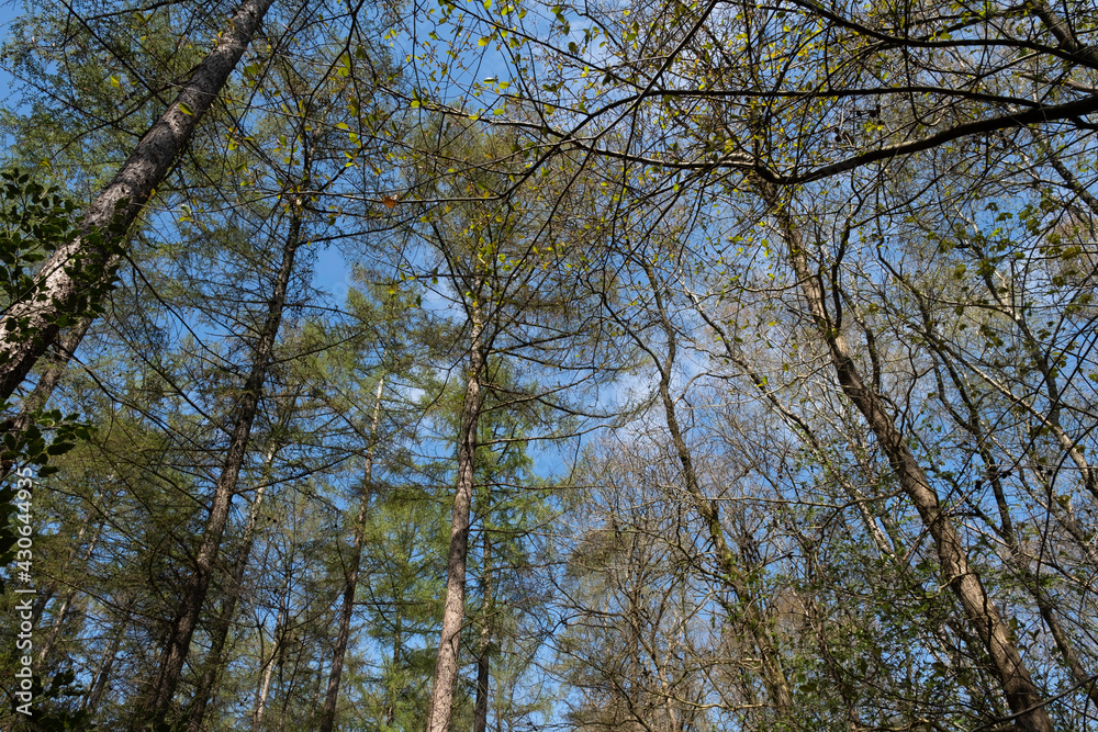 Trees in a forest with budding vibrant green leaves in early spring that converge at the top. Spring photo with blue sky seen from beneath Trees in a forest with budding vibrant green leaves in early spring that converge at the top. Spring photo with blue sky seen from beneath