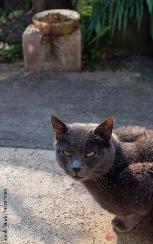 le regard affectueux du chat gris photo