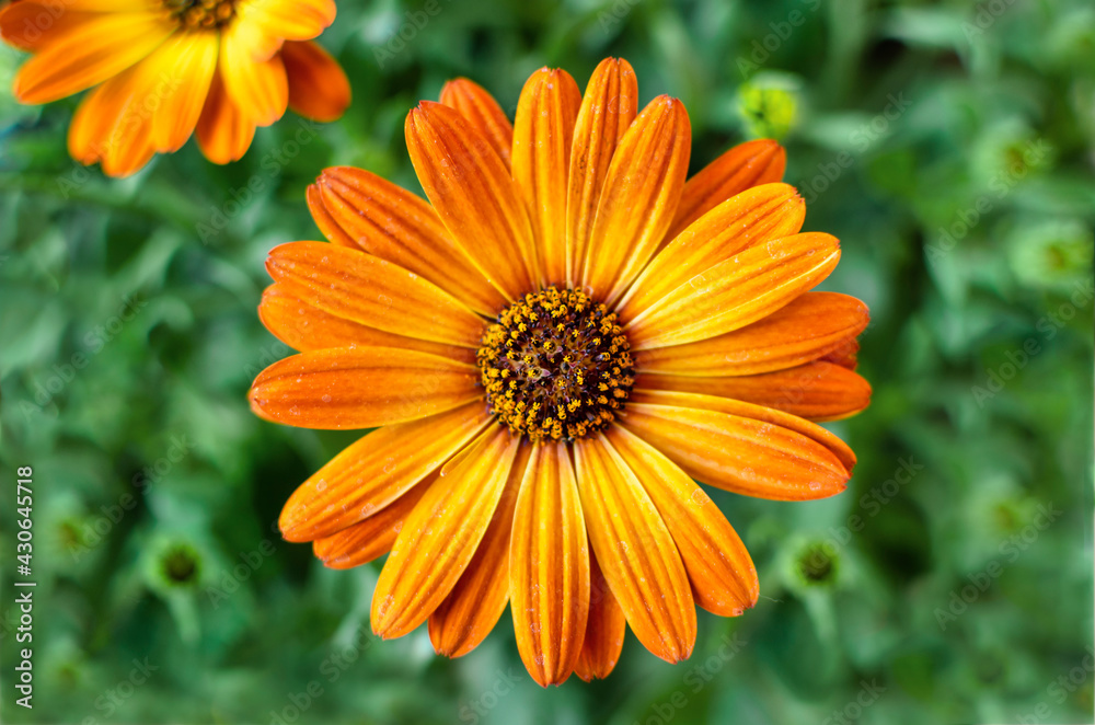 Selective focus of a beautiful orange flower of Dimorphoteca, also known as Cape marguerite African Daisy. Selective focus of a beautiful orange flower of Dimorphoteca, also known as Cape marguerite African Daisy.
