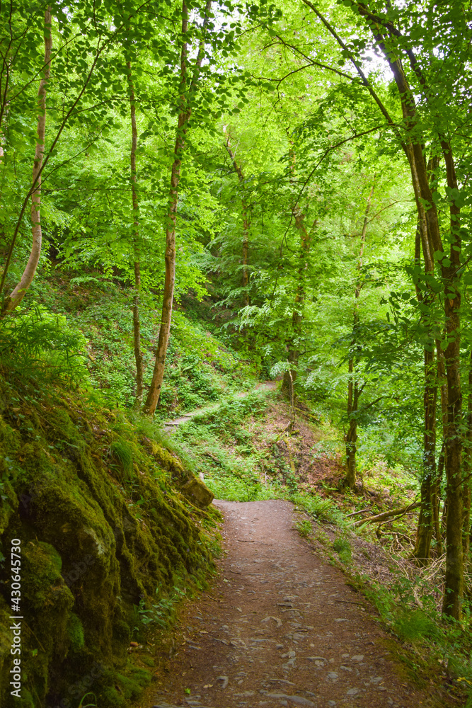 Path through a green forest in Germany