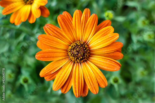 Selective focus of a beautiful orange flower of Dimorphoteca  also known as Cape marguerite African Daisy.