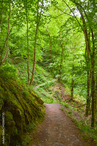 Path through a green forest in Germany