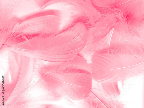 Beautiful abstract light pink feathers on white background, white feather frame on pink texture pattern and pink background, love theme wallpaper and valentines day, white gradient