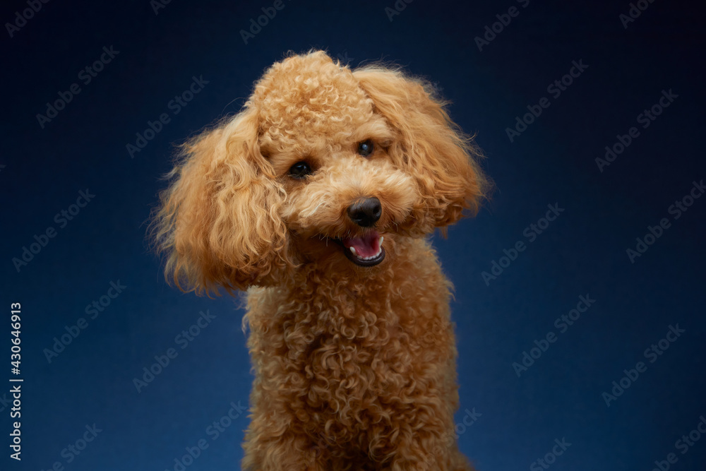 Poodle. Red Dog. The dog smiles. Fluffy dog.