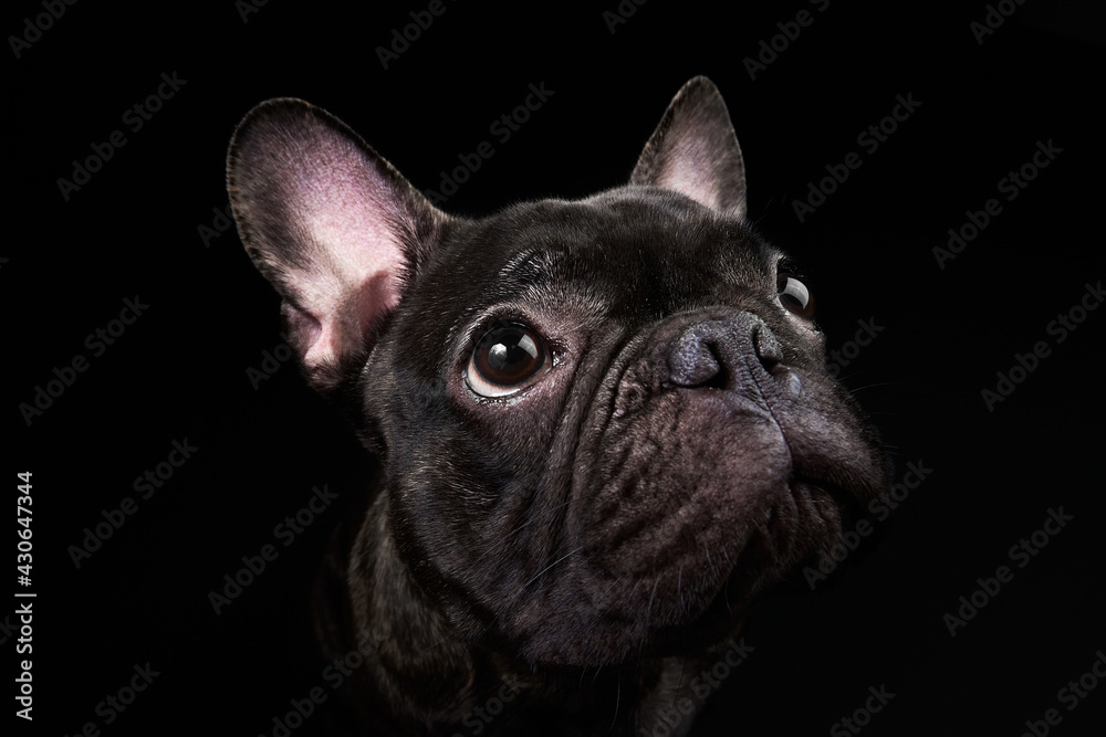 French Bulldog. Black Dog.