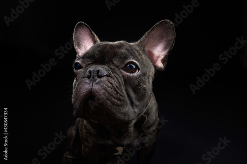 French Bulldog. Angry dog. Black Dog. © Виктория Терентьева