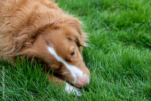 Obraz na plátně Close up of Nova Scotia Duck Tolling Retriever dog chewing on unknown object in