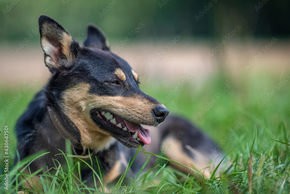 Young beautiful country dog is resting on the field. Young beautiful country dog is resting on the field.