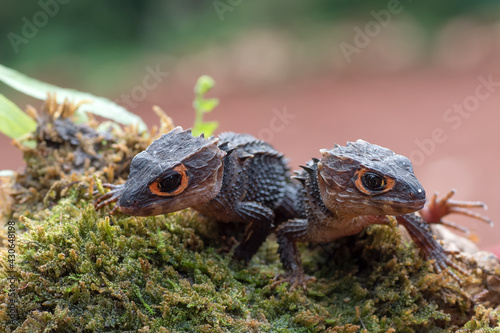 Crocodile skink lizard on their environment