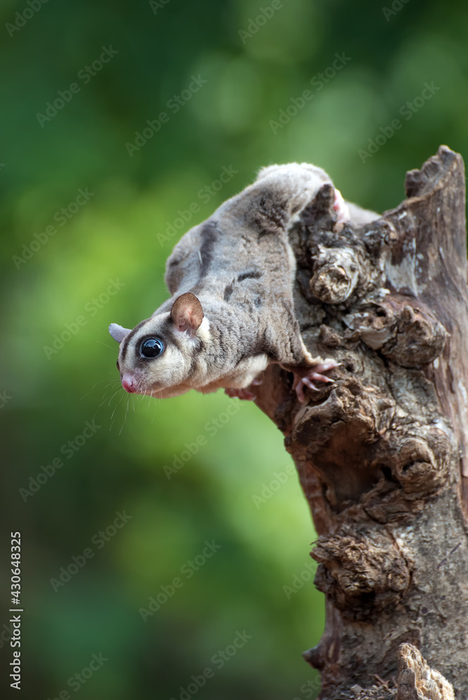 Sugar glider ( Petaurus breviceps ) on the tree branch