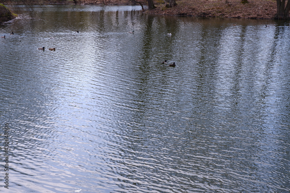 Obraz premium Pond with ducks. Water. River. The park. Nature. Birds