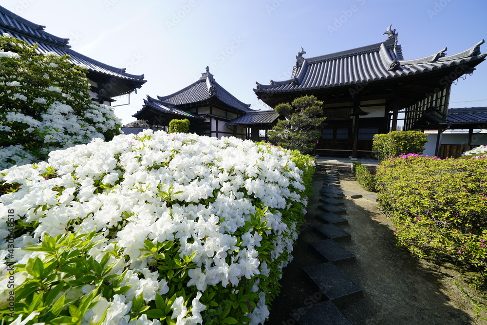ツツジ咲く古刹の春 ツツジ咲く古刹の春