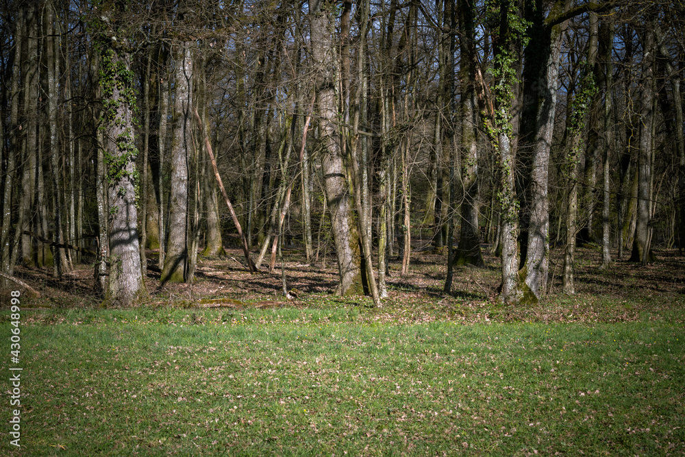 Obraz premium à la lisière de la forêt