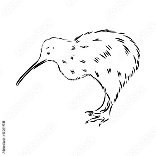 hand drawn, sketch, cartoon illustration of kiwi