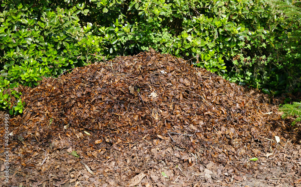 Obraz premium Blätterkompost