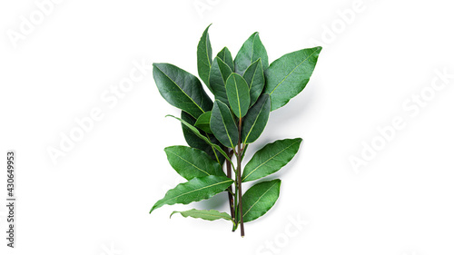 Fresh green bay leaves isolated on a white background. Laurel wreath.