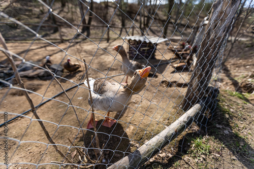 Grey foie gras geese walking to their goose house on a traditional goose farm photo