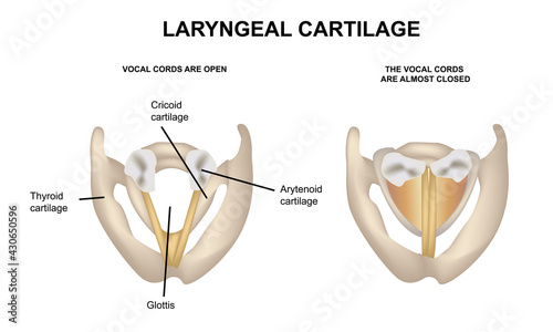 Larynx cartilage, closed and open ligaments, medical illustrations and teaching materials, anatomy, realistic vector