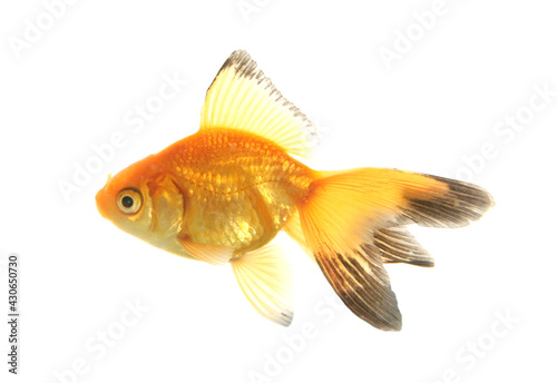Fantail goldfish cutout