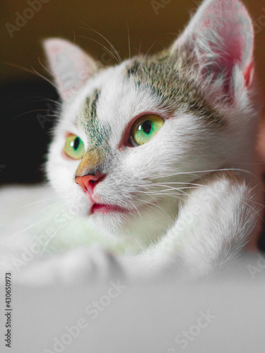 Cute cat laying on the bed photo