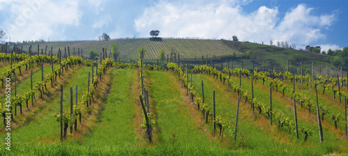 Vineyards for the production of wine in Getaria, coast of Euskadi photo