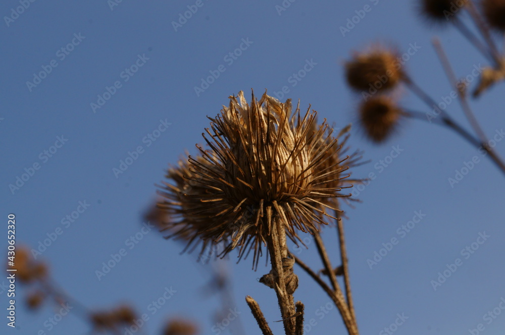 Obraz premium Dry burdock flower on blue evening sky background