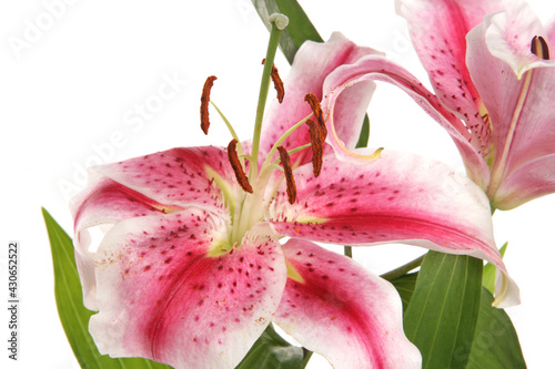 Lilies in a studio