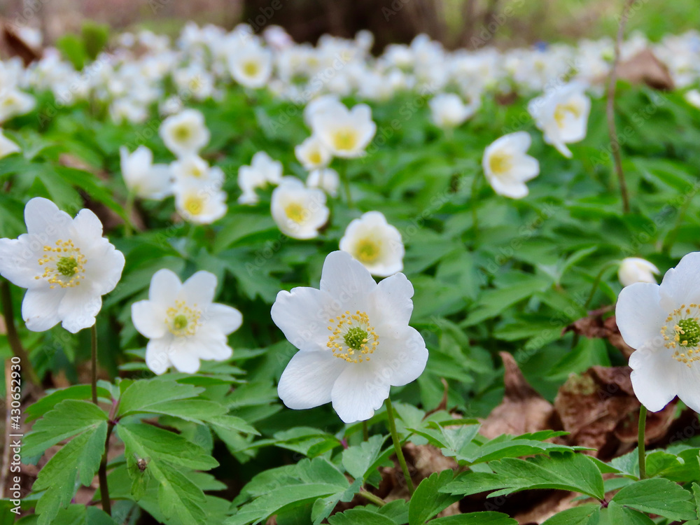 Wild white anemones flowering on forest floor in early spring, close up Wild white anemones flowering on forest floor in early spring, close up