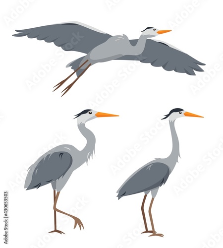 Set of heron birds in different poses isolated