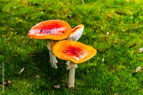 fly agaric mushroom photo