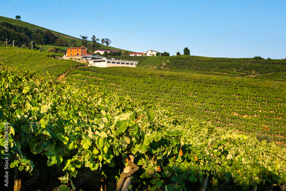 Txakoli white wine vineyards, Getaria, Basque Country, Spain
