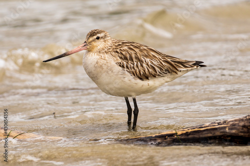 Common Greenshank Tringa nebularia Ares Galicia © Pablo Avanzini