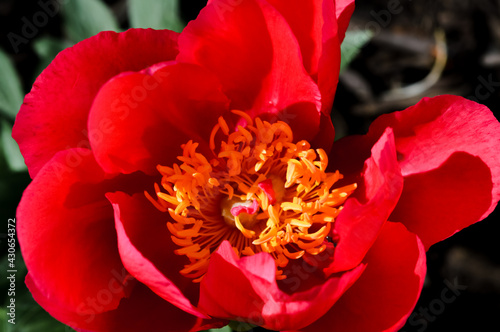 Fototapeta Naklejka Na Ścianę i Meble -  Red Peony in Full Bloom