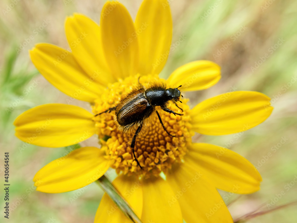 Garden foliation caramel (Phyllopertha horticola) on a white daisy flower in a meadow surrounded by greenery Garden foliation caramel (Phyllopertha horticola) on a white daisy flower in a meadow surrounded by greenery
