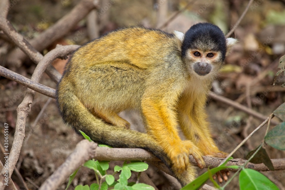 Fototapeta premium Close up portrait of Golden Squirrel Monkey (Saimiri sciureus) in Pampas del Yacuma, Bolivia.