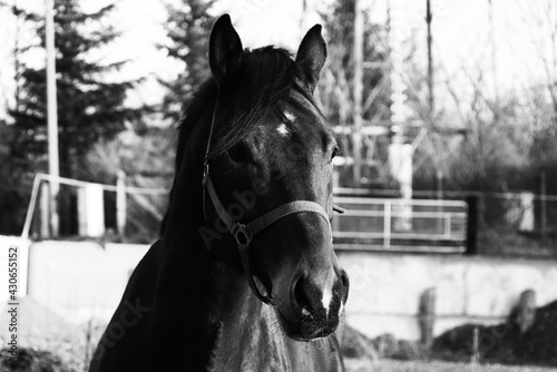 Schwarz Weiß Pferd (S/W) © Richard