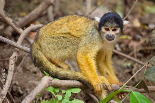 Close up portrait of Golden Squirrel Monkey (Saimiri sciureus) in Pampas del Yacuma, Bolivia. © Tristan Barrington