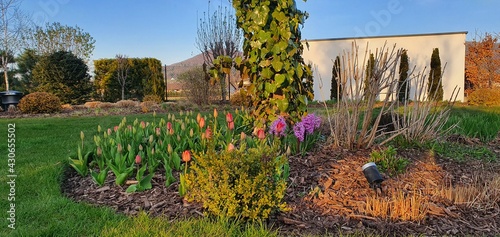 Piękny wiosenny ogród u podnóża gór, zielony trawnik, kwitnące kwiaty, hiacynty i tulipany