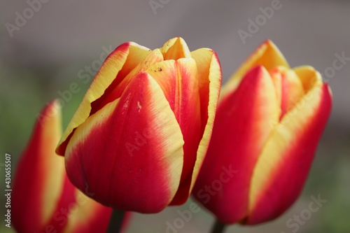Tulpenblüten in rot und gelb