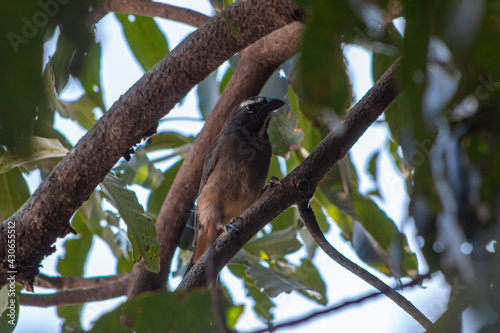 Greyish saltator on a tree