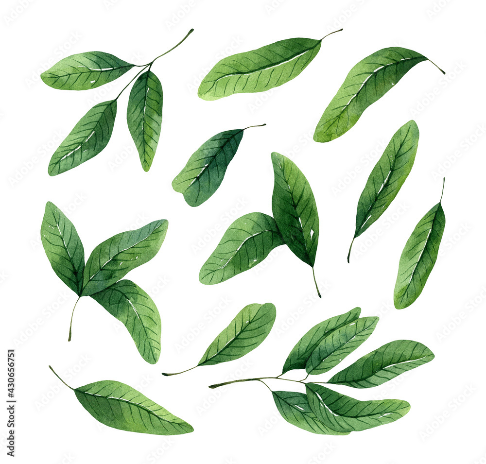 Watercolor set of green leaves and small twigs isolated on white background. Hand-drawn botanical illustration. Perfect for invitations, cards, decorations. Watercolor set of green leaves and small twigs isolated on white background. Hand-drawn botanical illustration. Perfect for invitations, cards, decorations.